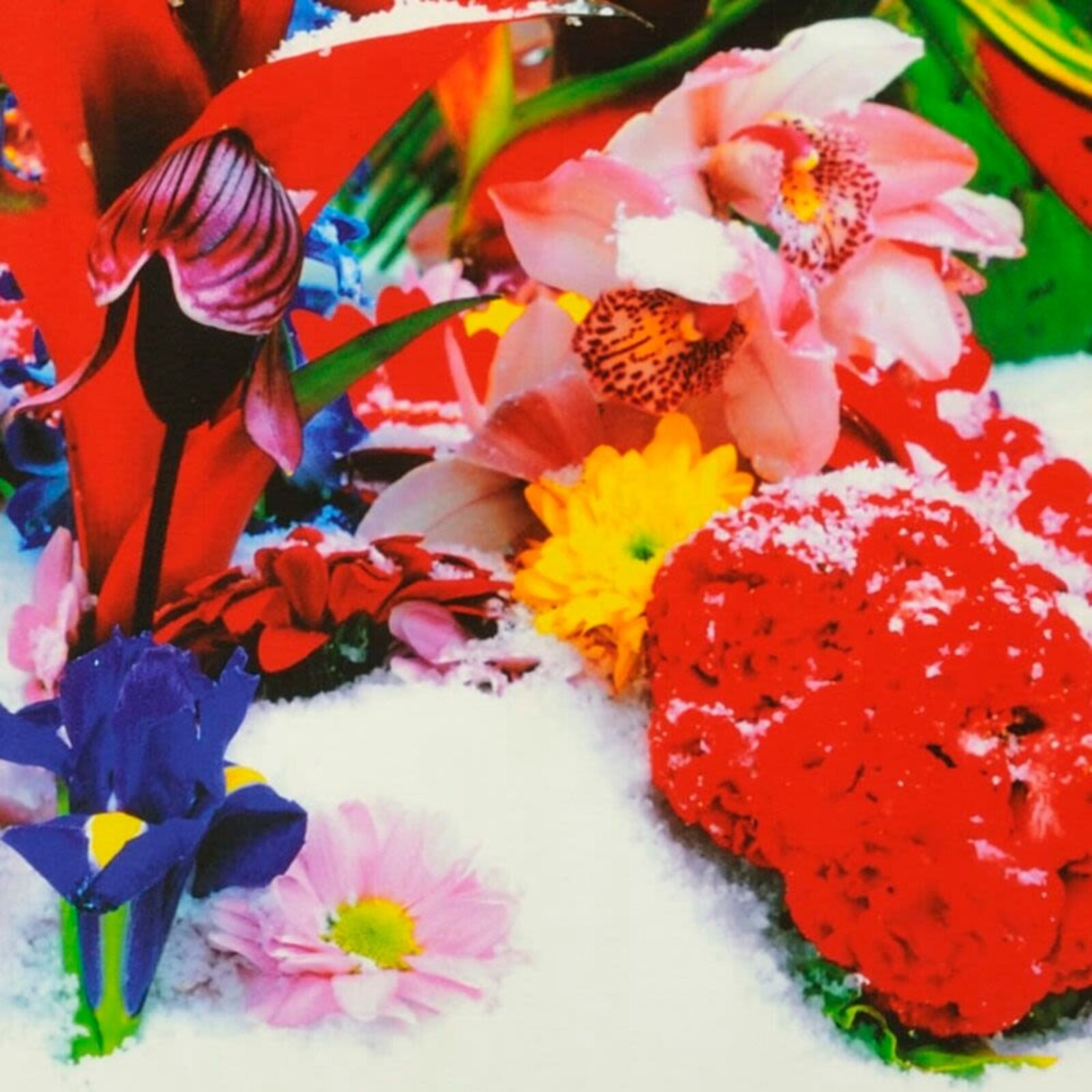 Winter Garden (Portfolio of 8)