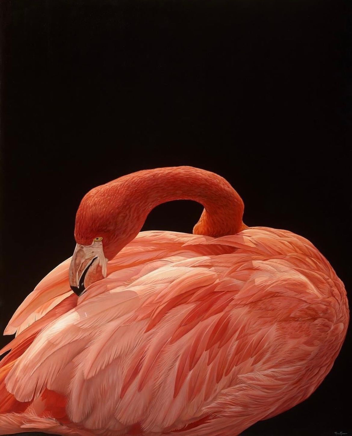 A painting of a pink flamingo on a black background.