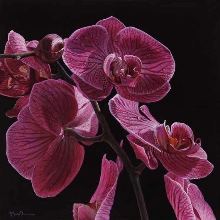 Orchidee by Marco Ramasso, null