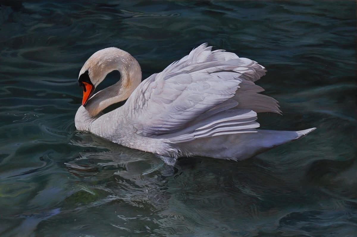 A white swan floating on top of a body of water.