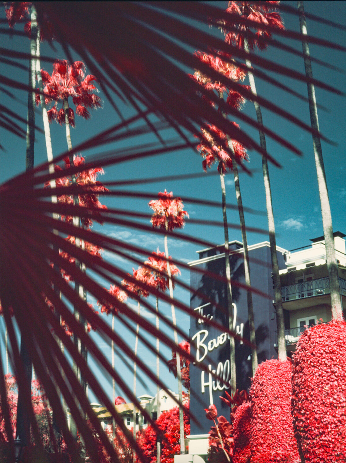 Beverly Palm by Marco Walker, 2024