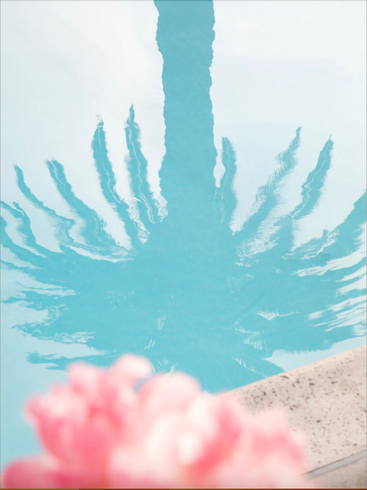 Pink Palm by Marco Walker, 2024