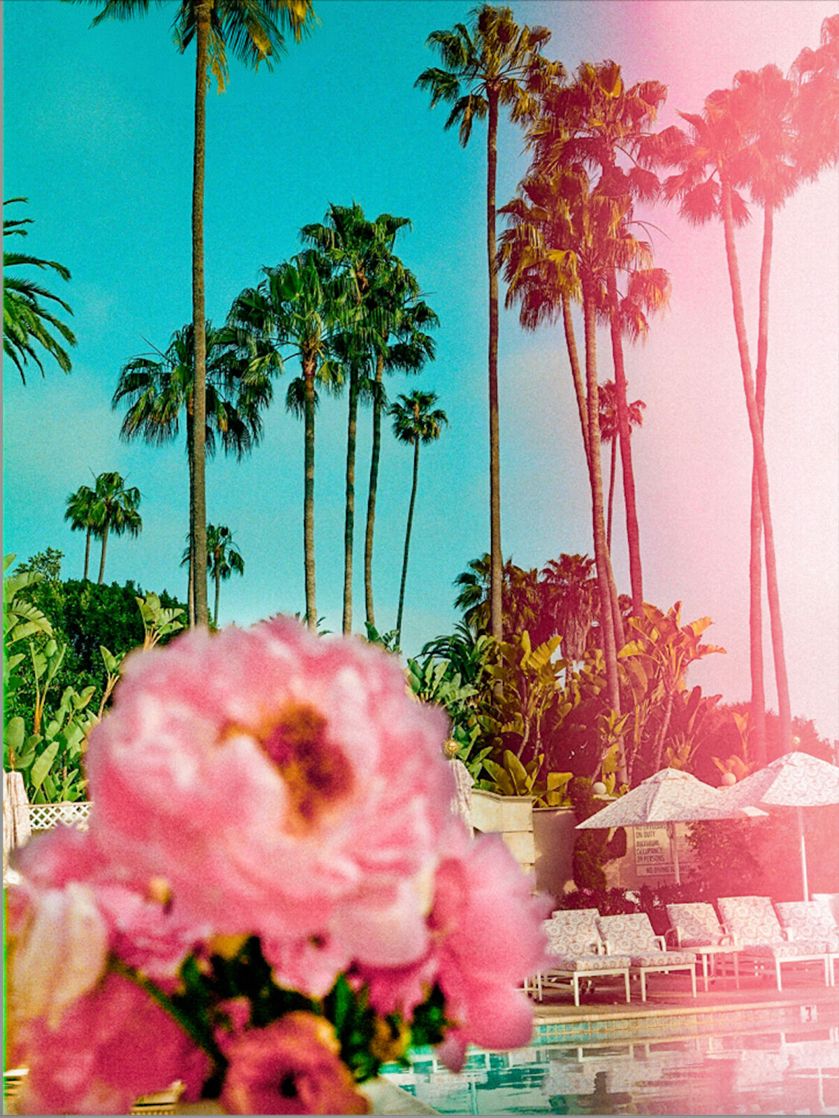 Poolside Pink by Marco Walker, 2024