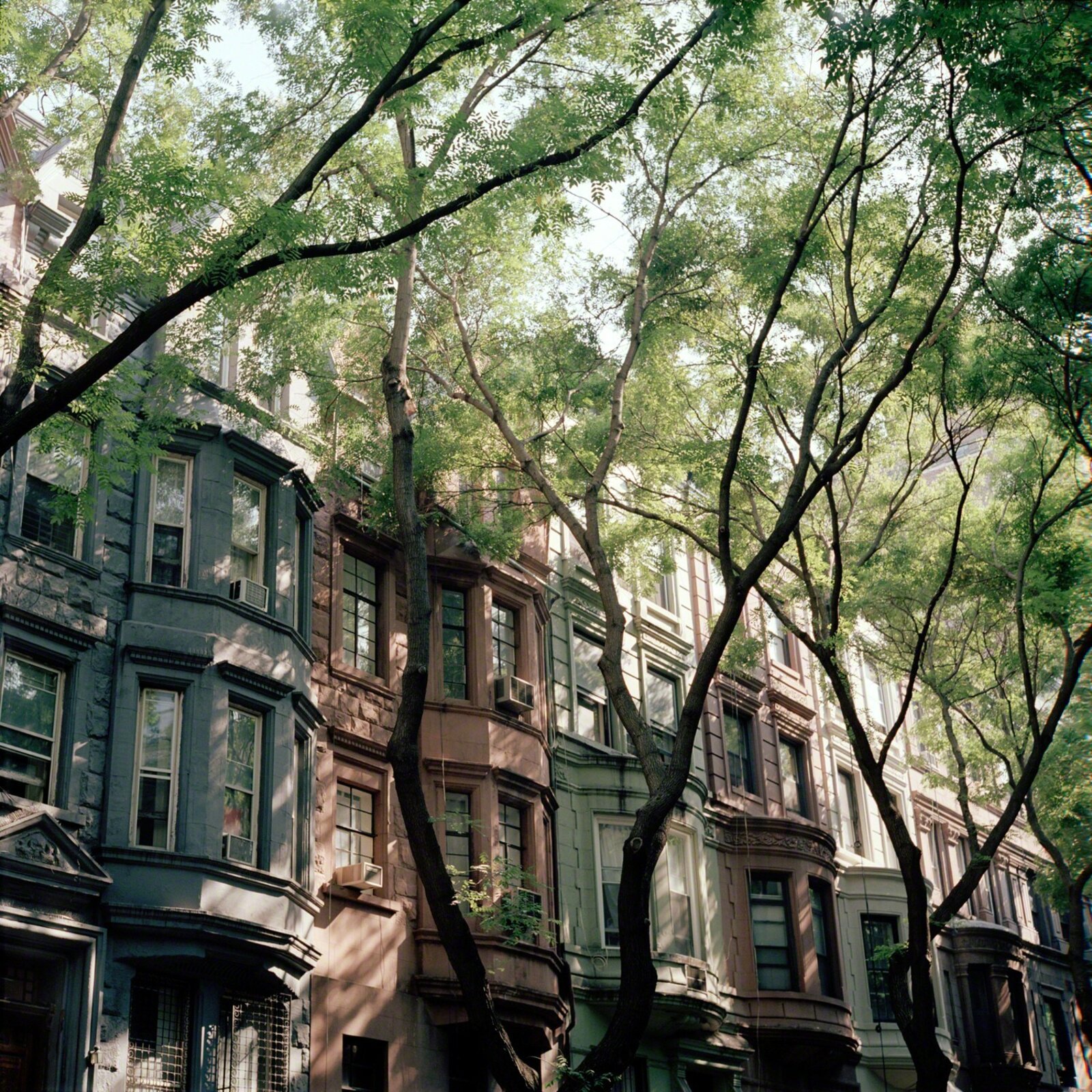 Canopy by Maria Passarotti, 2006