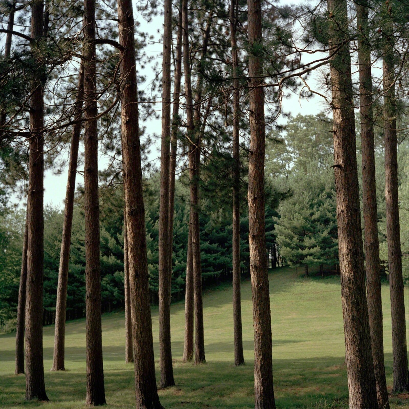 Forest by Maria Passarotti, 2006