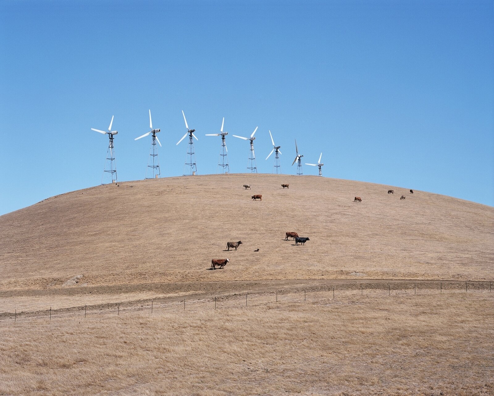 Herd by Maria Passarotti, 2007