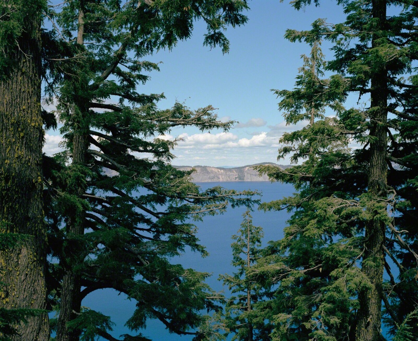 A serene landscape framed by tall evergreen trees overlooking a vast blue lake.
