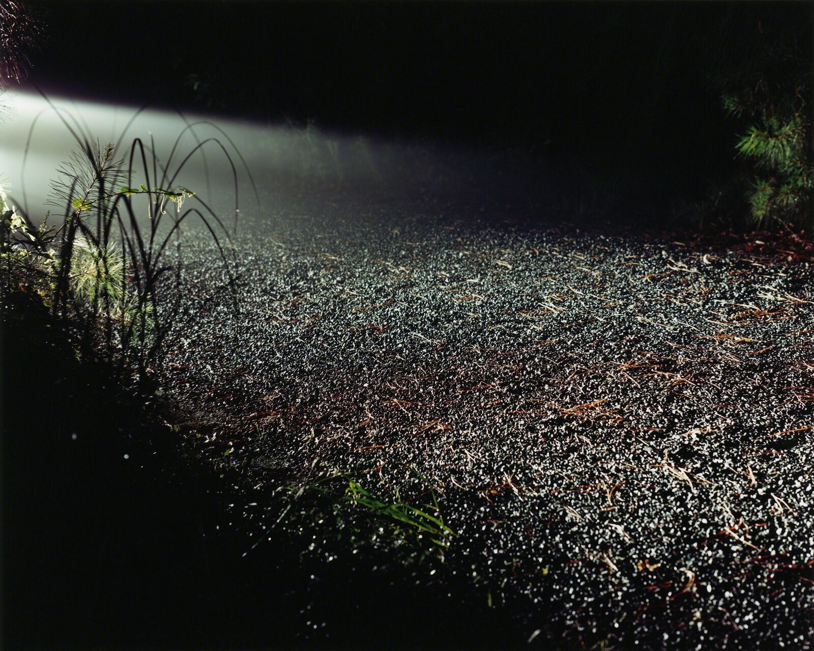 A mysterious night scene where a flashlight beam cuts through darkness, illuminating a gravelly path.