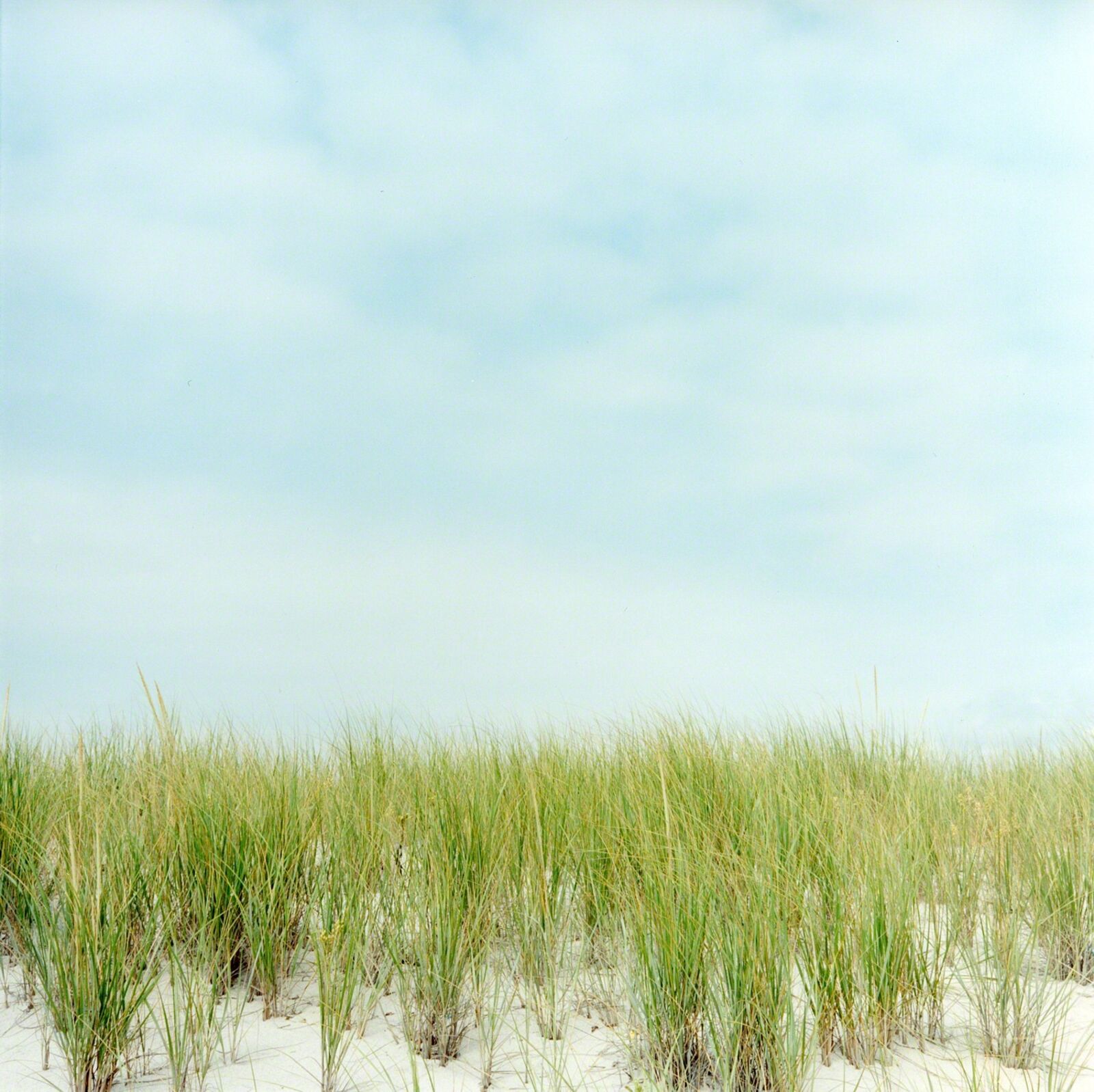A minimalist landscape of beach grass against a vast, pale sky.