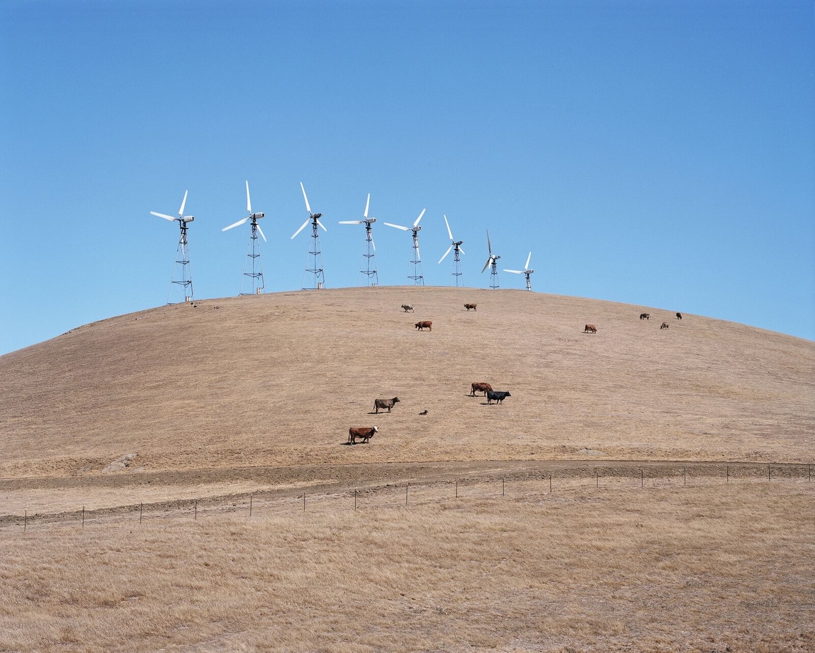 A serene landscape where grazing cattle share a hilltop with modern wind turbines under a vast blue sky.