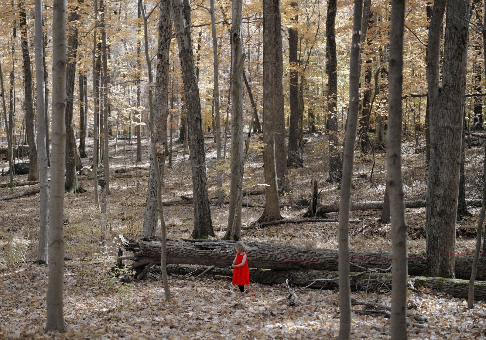 A solitary figure in a red dress stands amidst an autumn forest.