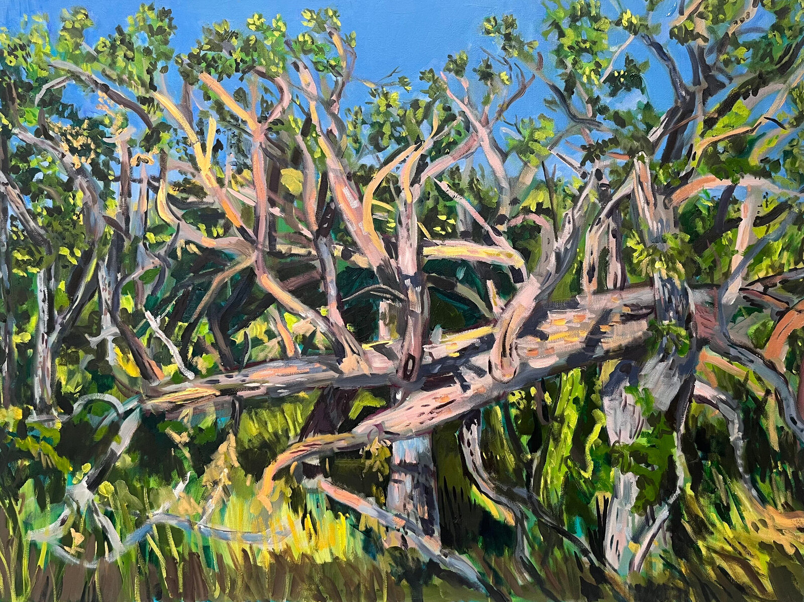 A vibrant landscape painting of tangled trees in a sun-drenched forest.