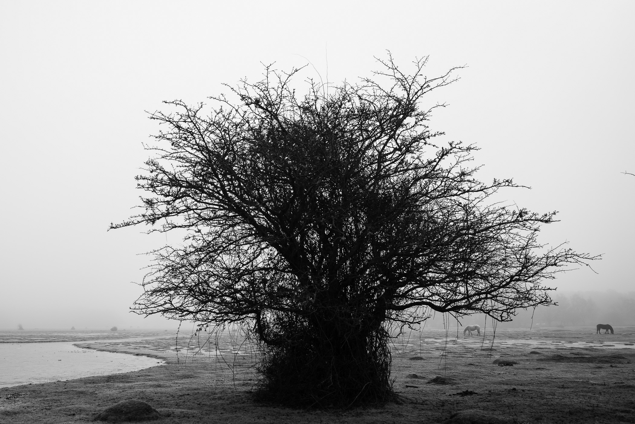 Black and White Horses by Mathieu Chaze, 2023