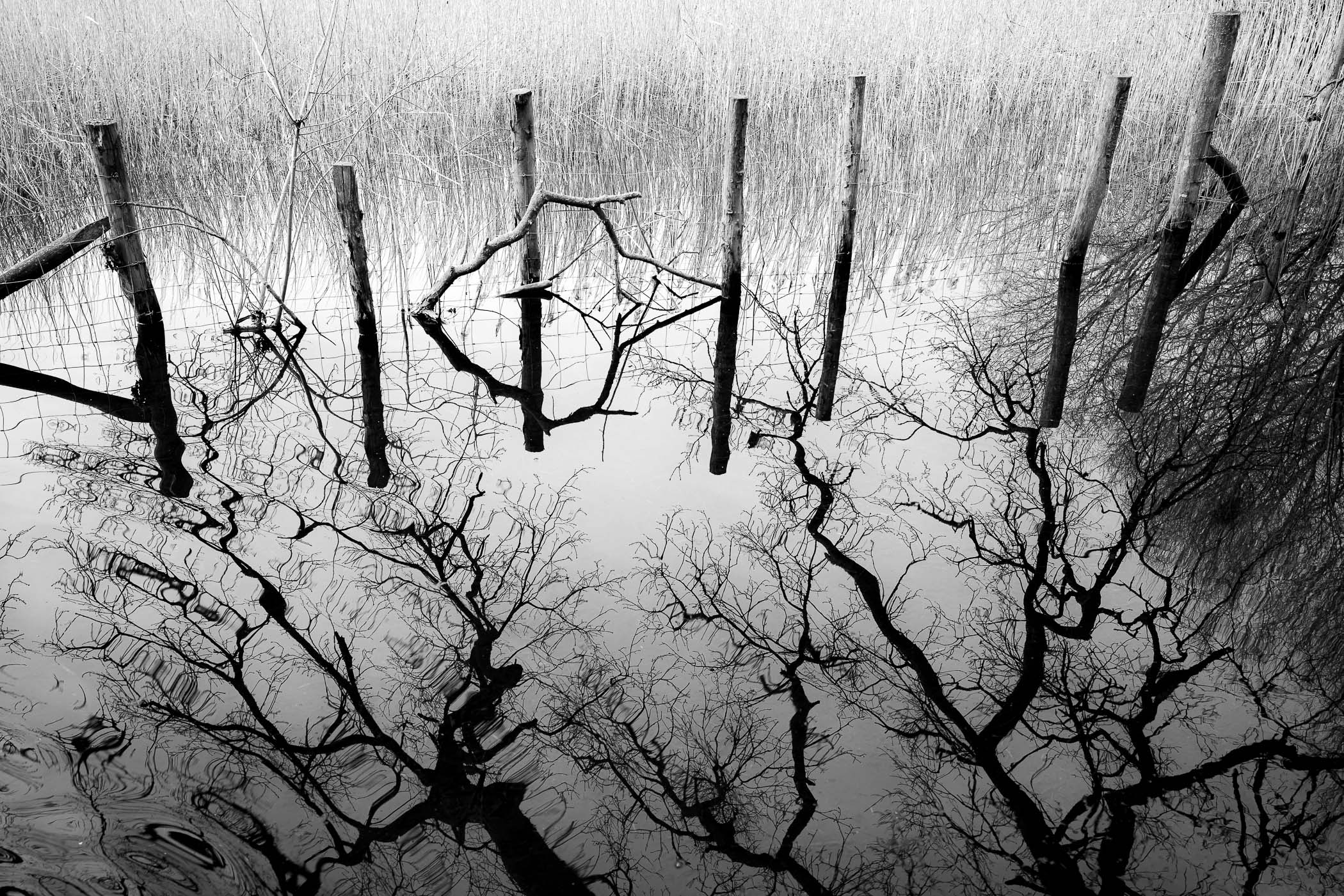 Pond Reflection by Mathieu Chaze, 2021