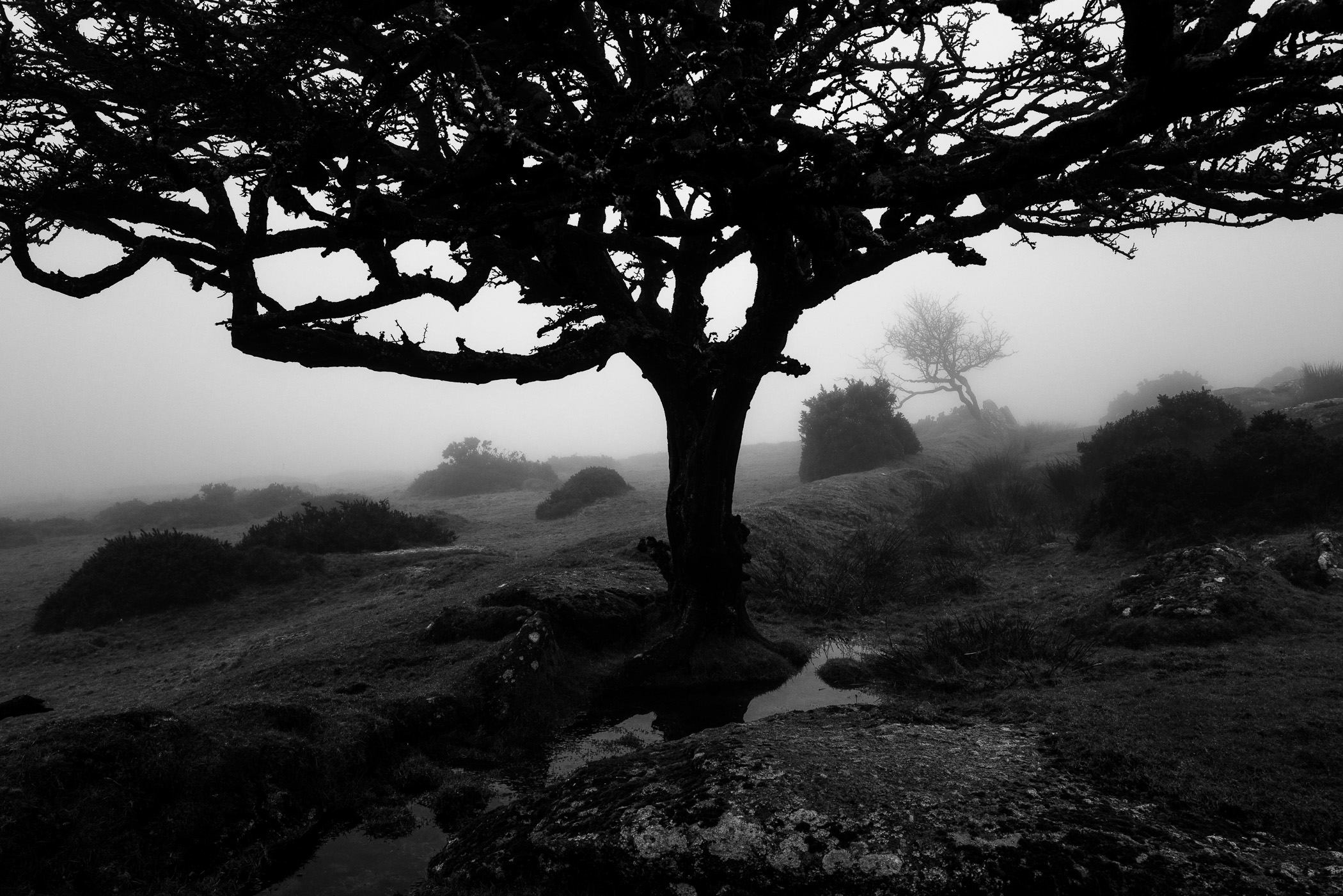 Loneliness of the Moor by Mathieu Chaze, 2024