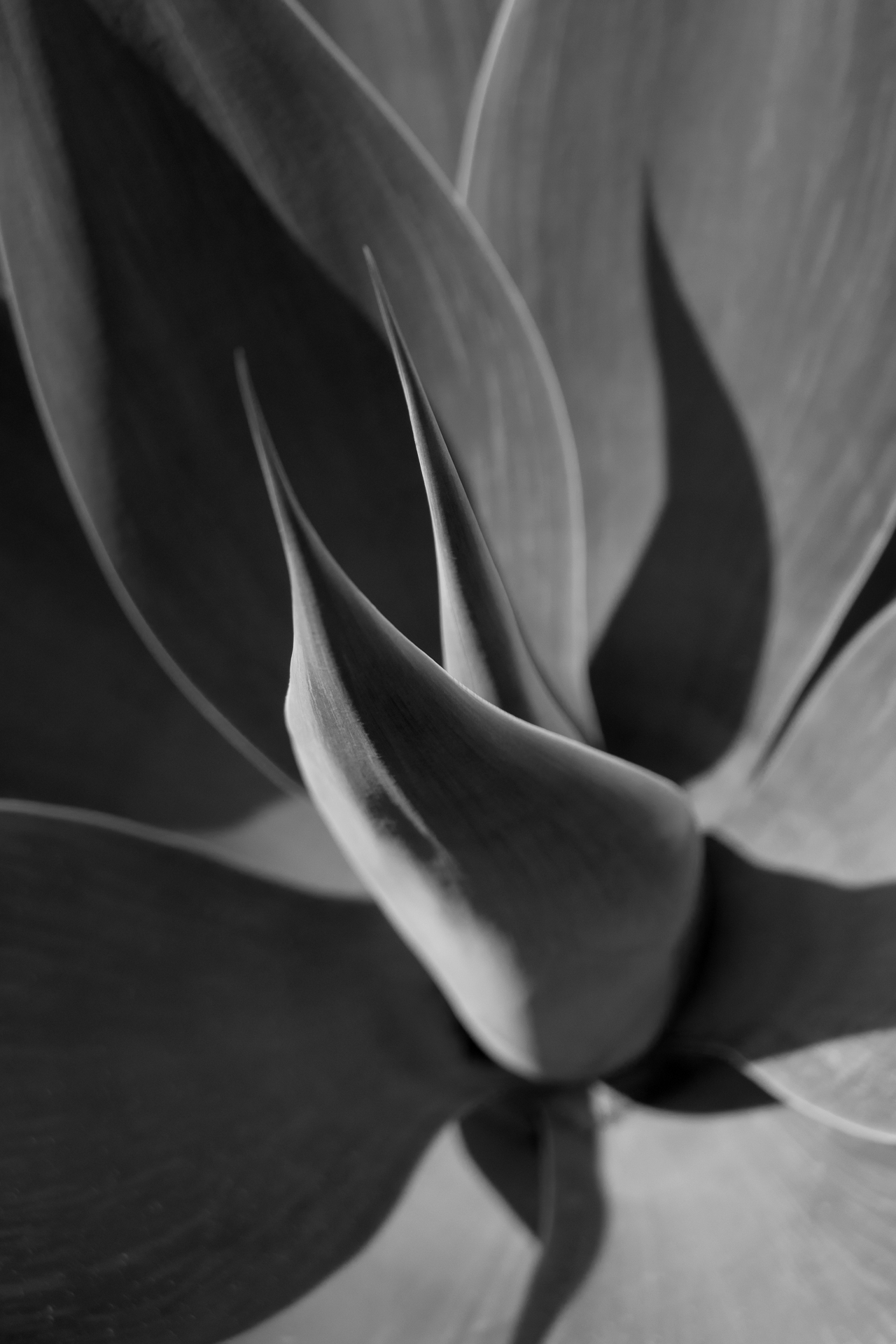 A black and white photo of an agave plant.