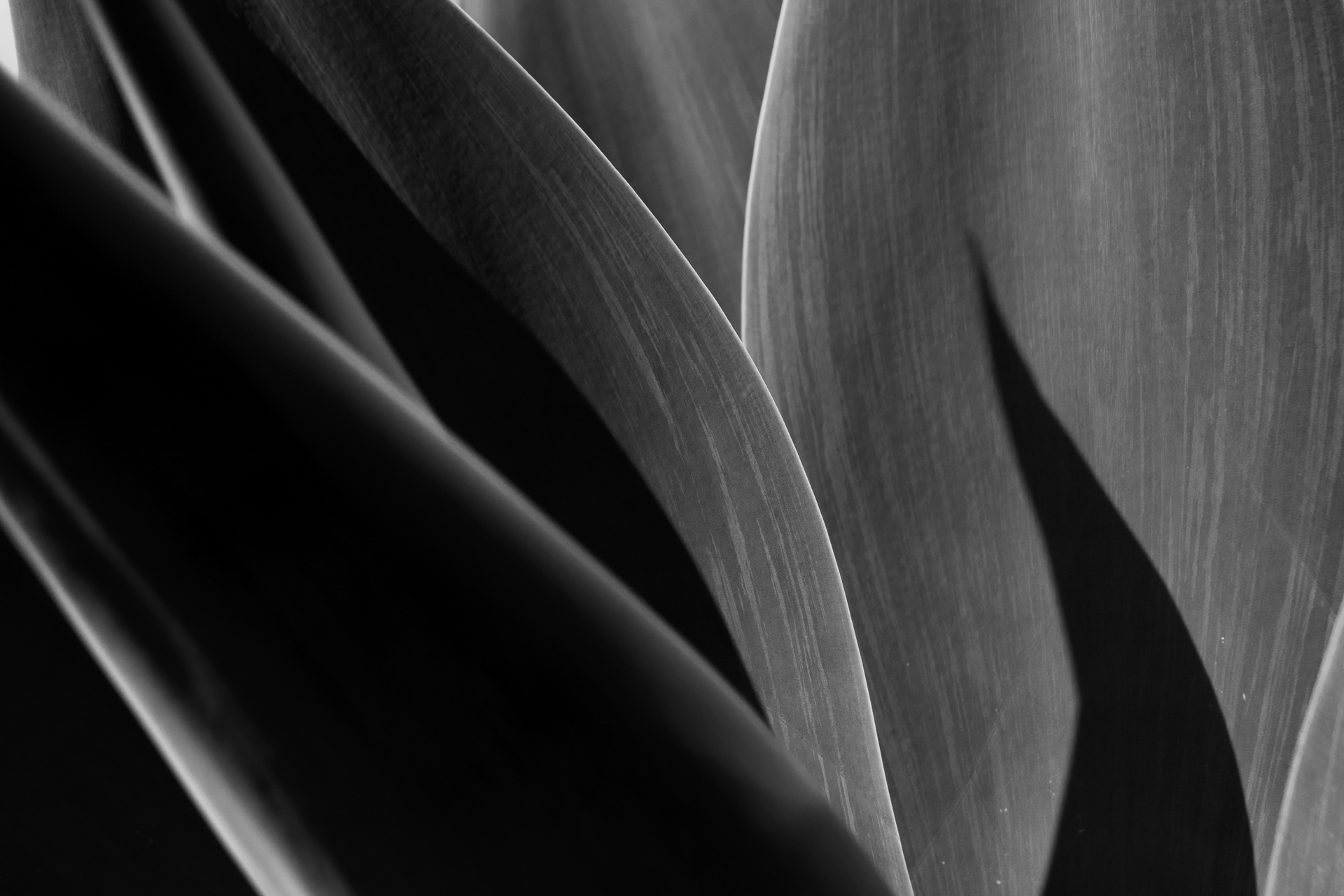 A black and white photo of a plant with long leaves.