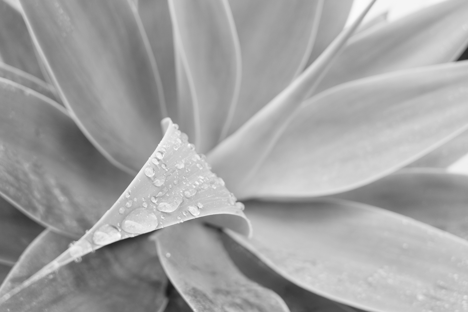 A black and white photo of a plant with water droplets.