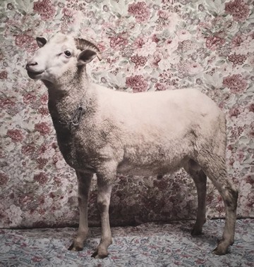 Lamb by Natalia Wiernik, 2015