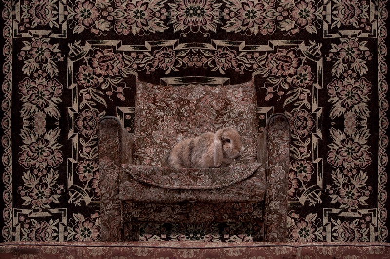 Rabbit by Natalia Wiernik, 2012