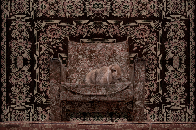 Rabbit by Natalia Wiernik, 2012