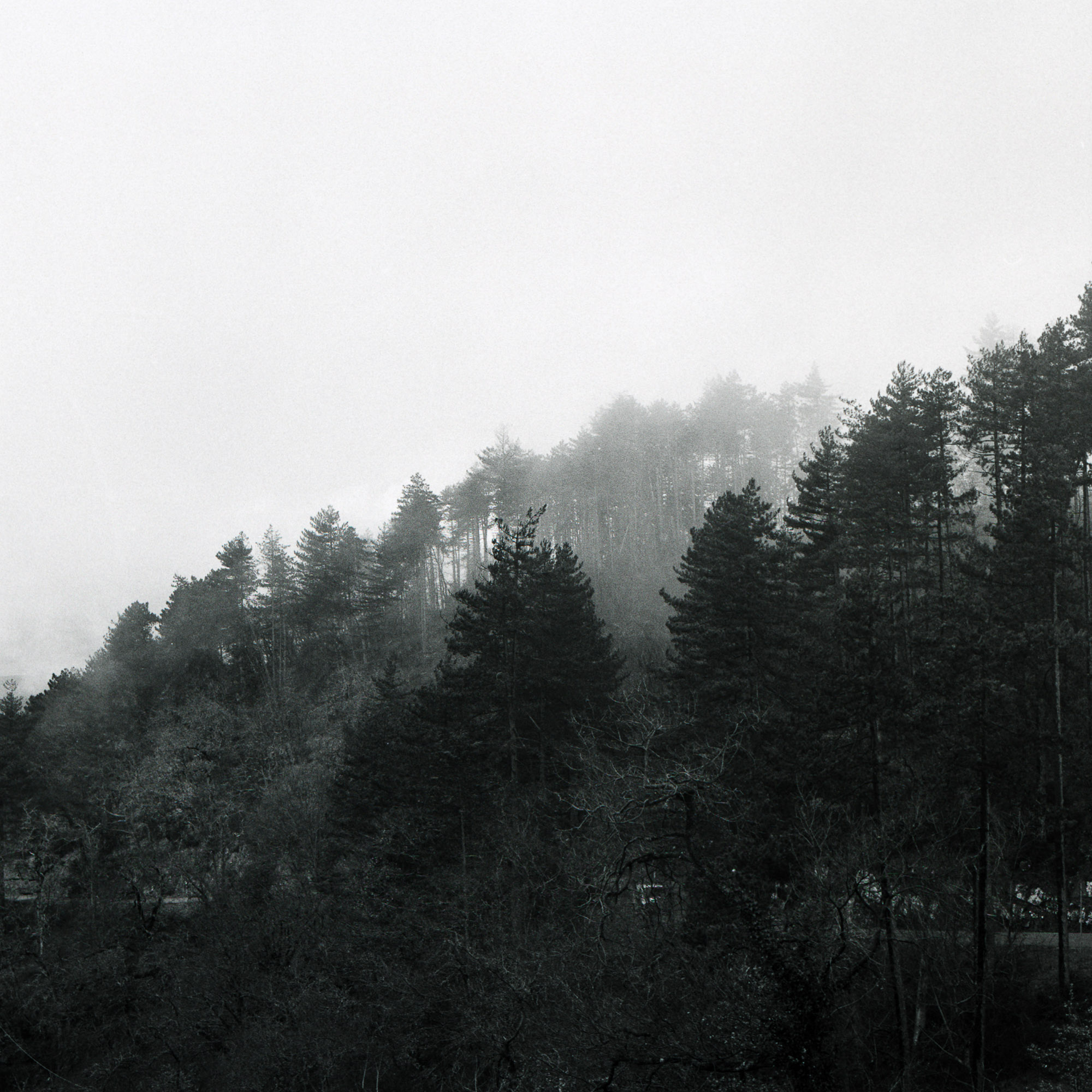 A black and white photo of trees in the fog.