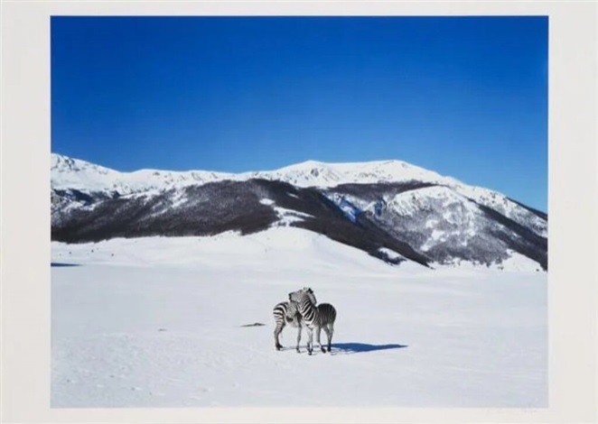 Untitled (Zebras) by Paola Pivi, 2013