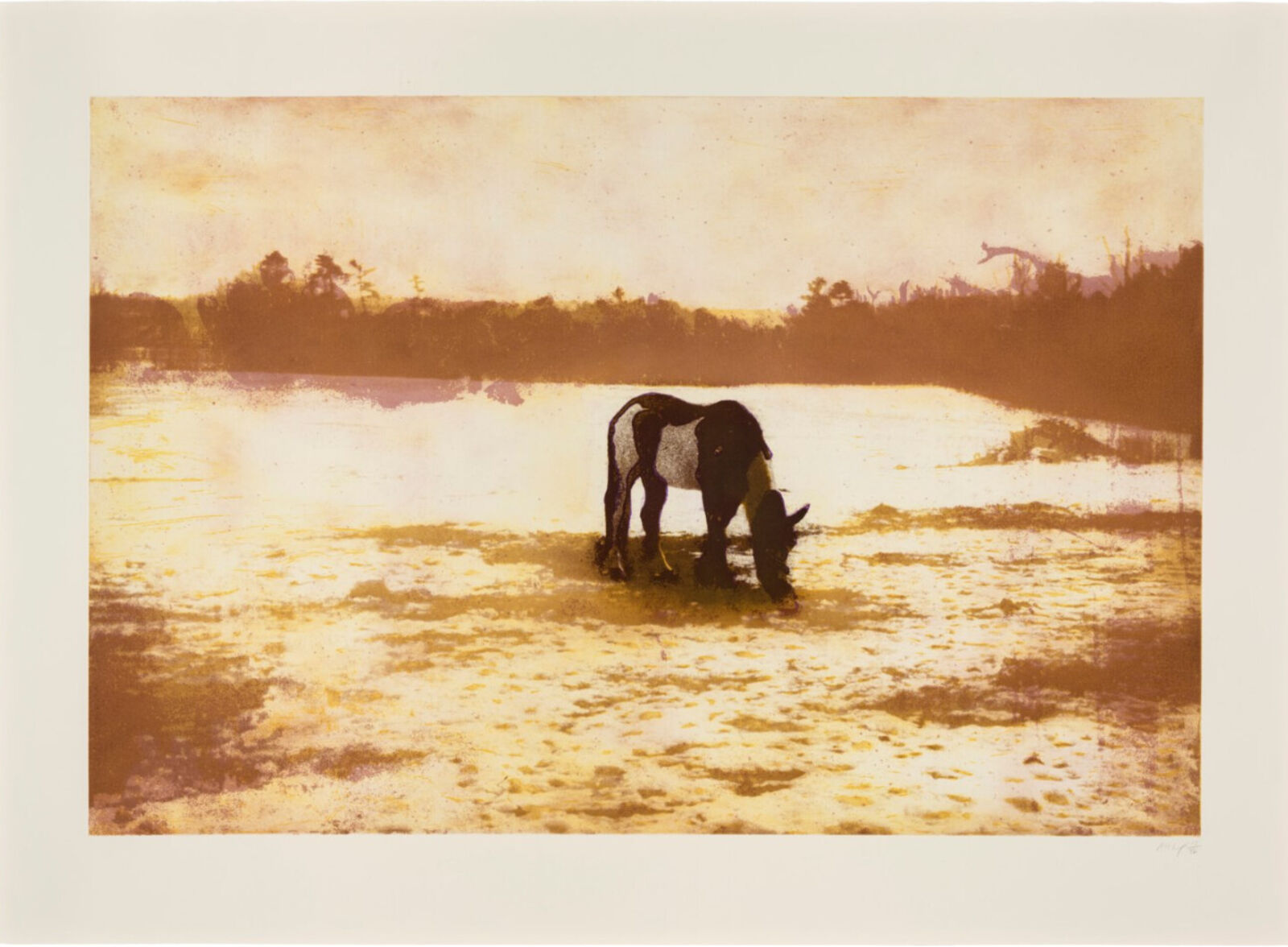 A horse grazing in a field of water. 