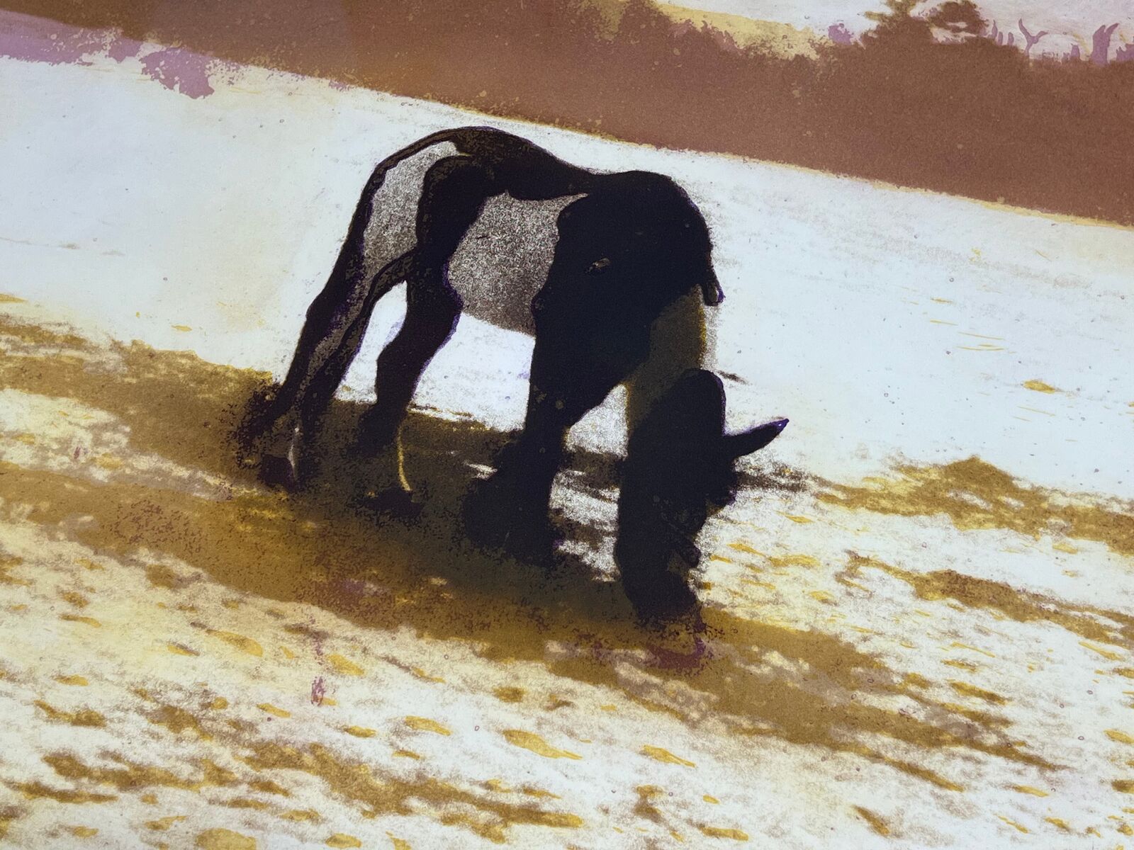 A horse grazing in a field of water. 
