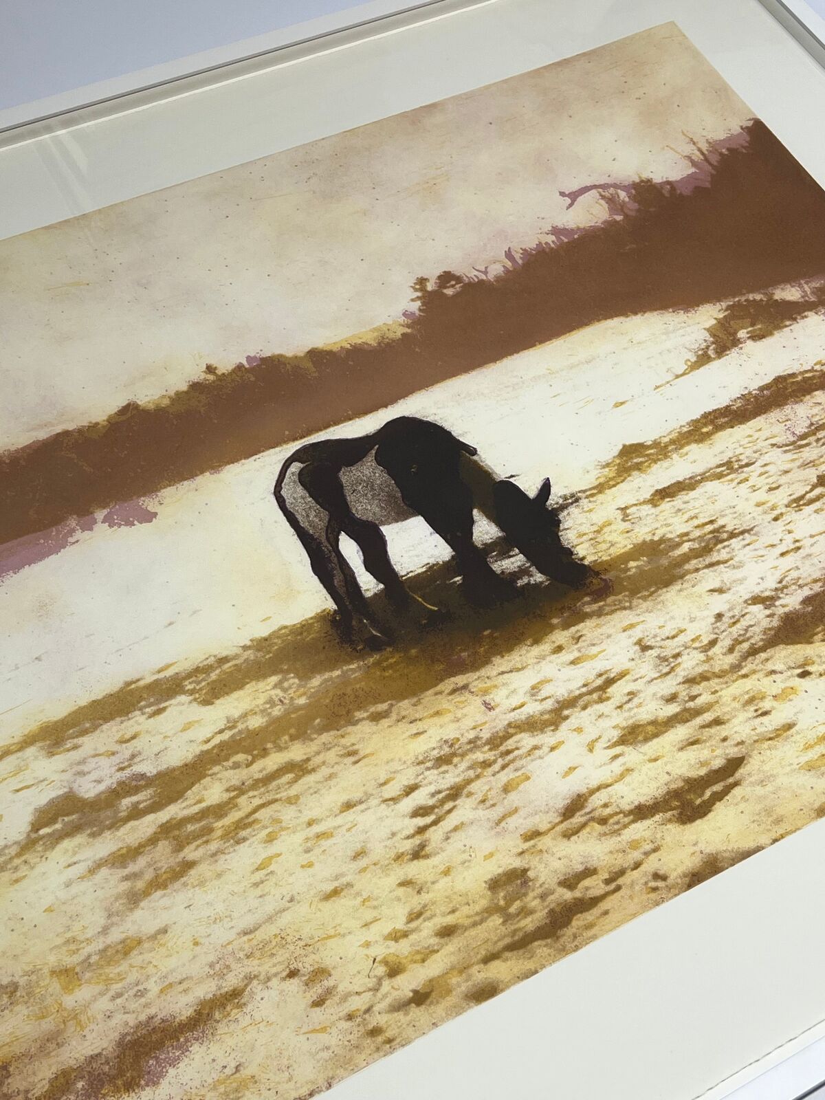 A horse grazing in a field of water. 