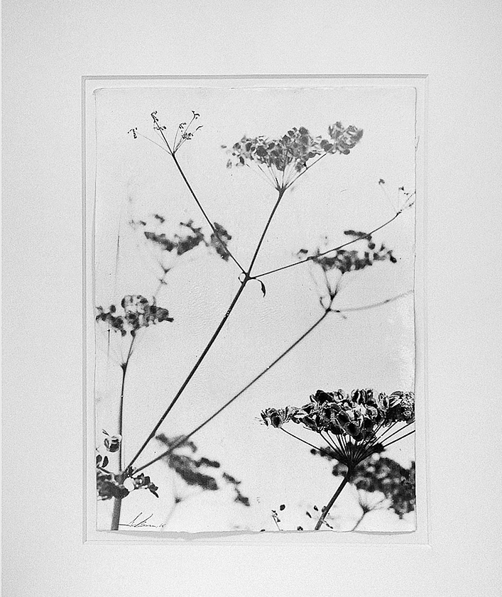 A black and white photo of a plant in a white frame.