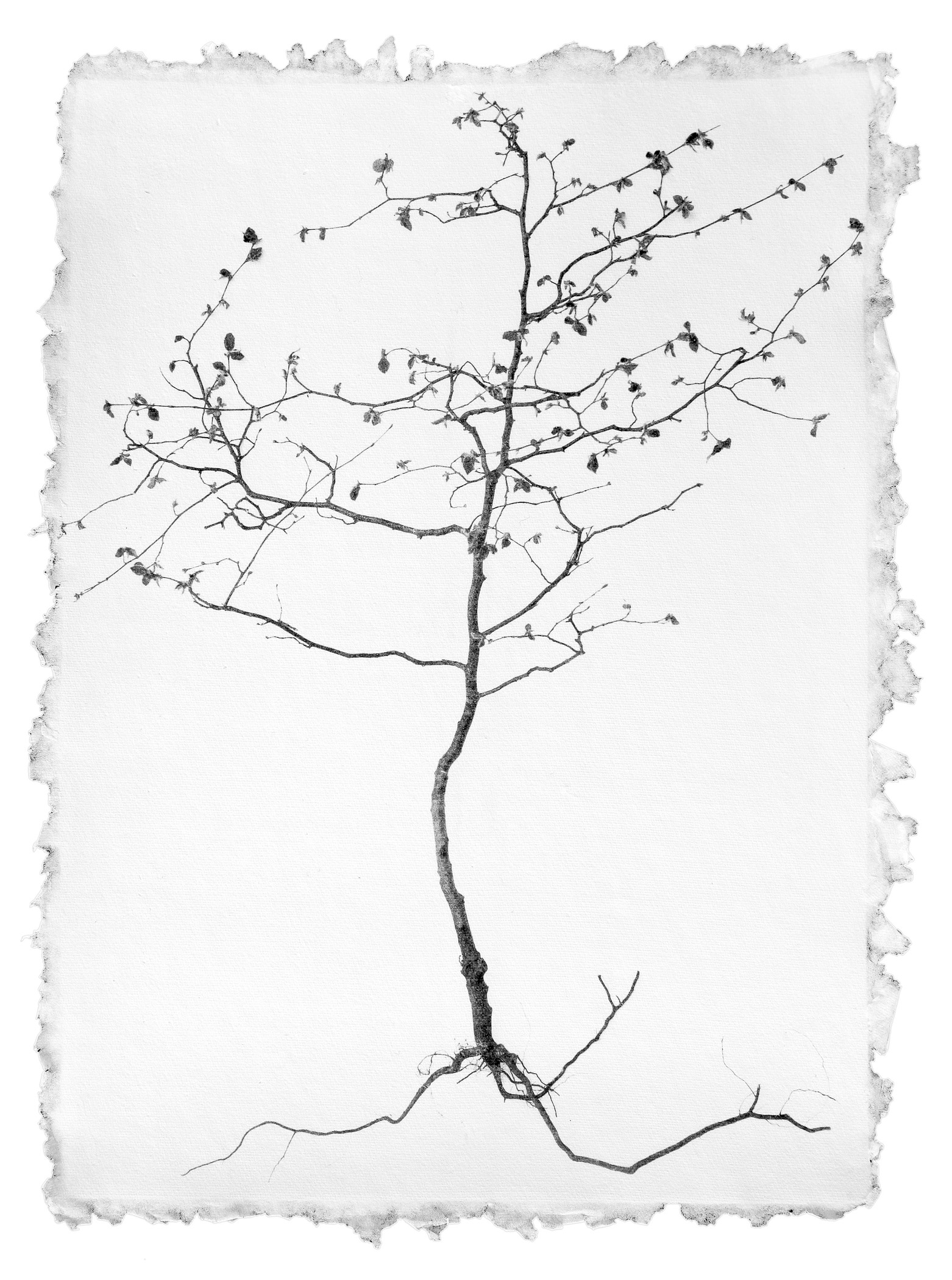A black and white drawing of a tree on a piece of paper.
