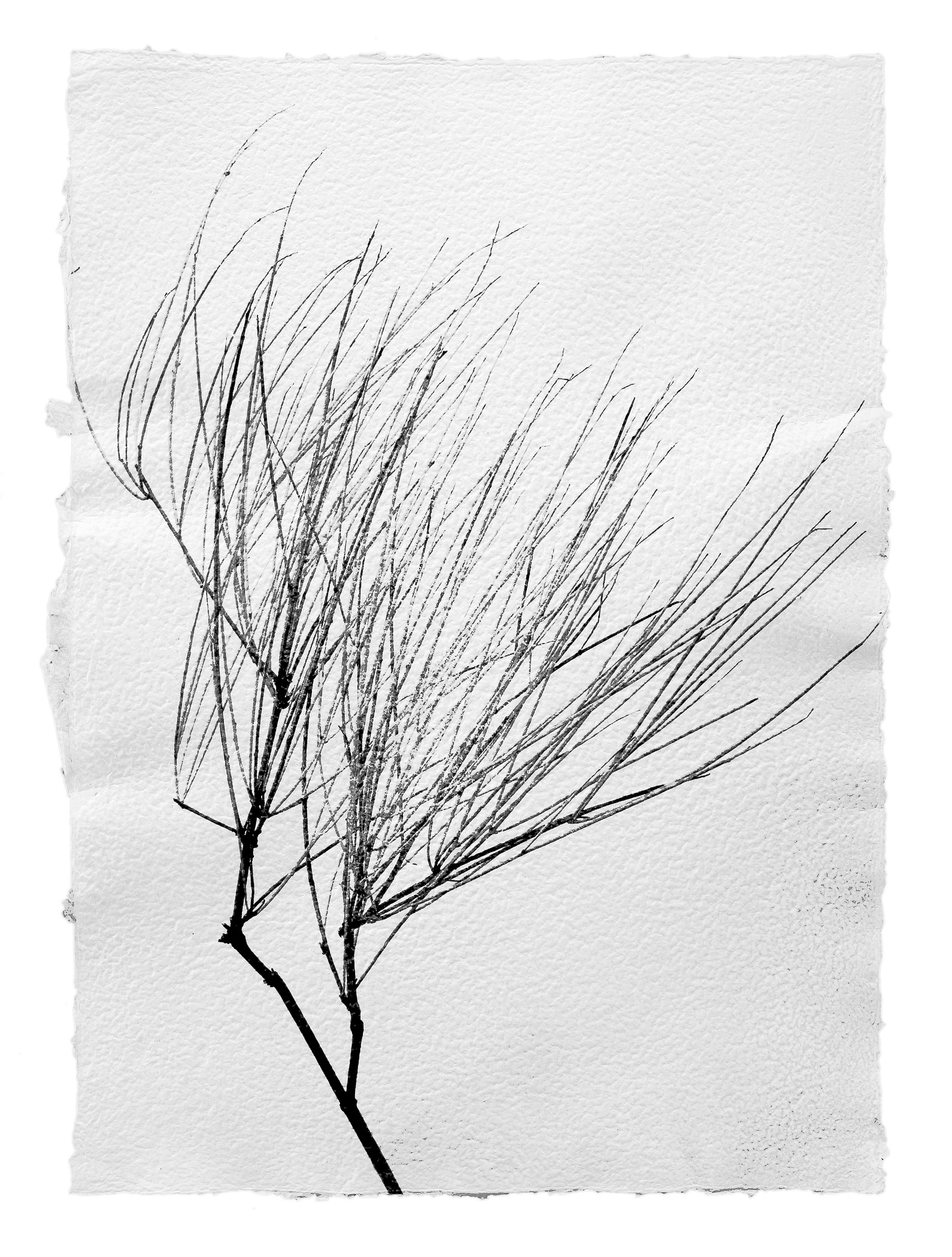 A black and white drawing of a tree branch on a piece of paper.