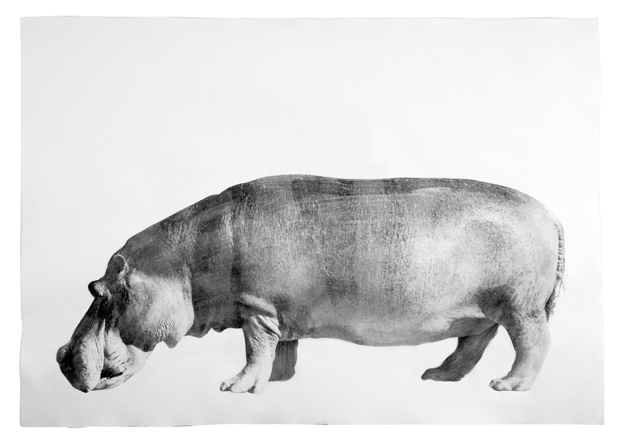 A black and white photo of a hippopotamus on a white background.