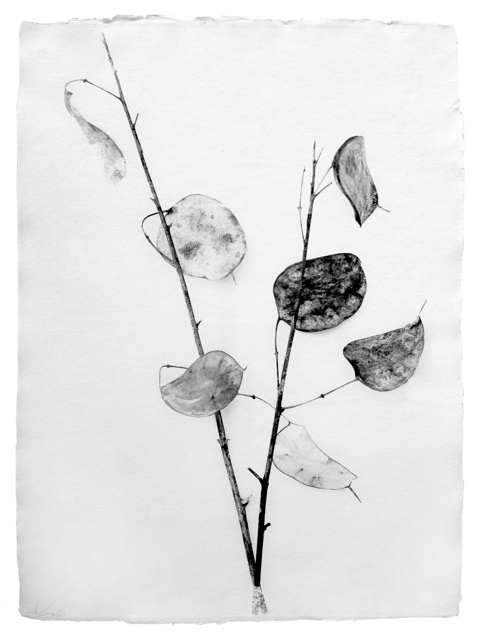 A black and white drawing of a branch with leaves.