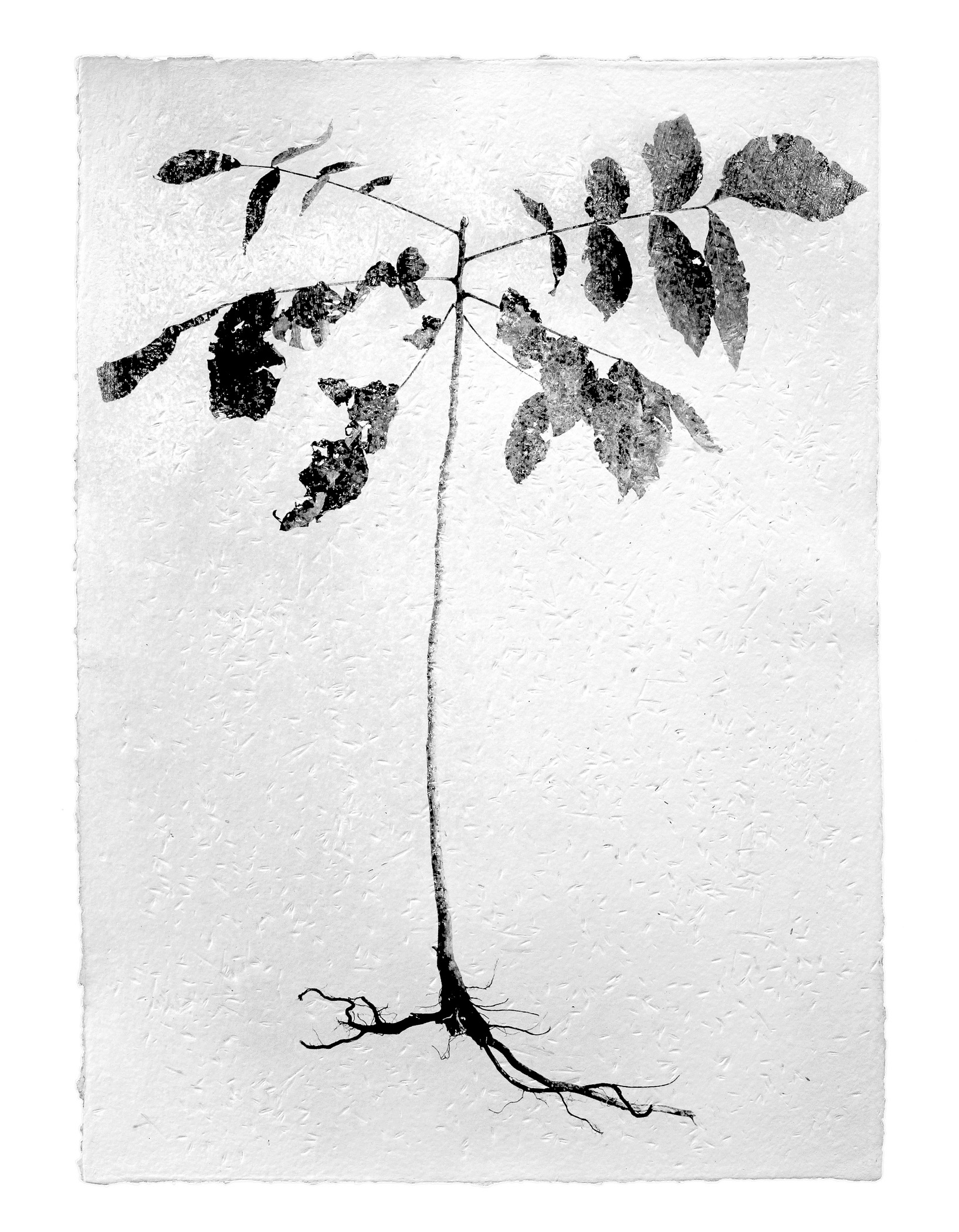 A black and white drawing of a tree with roots.