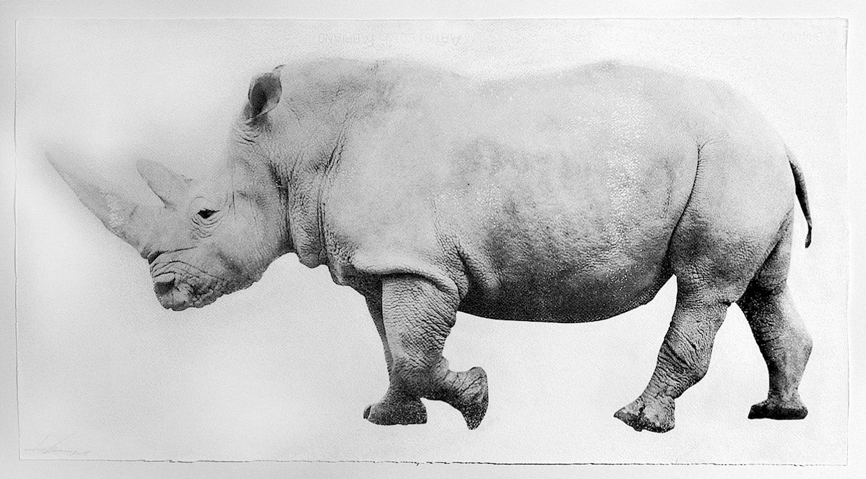 A black and white drawing of a rhino.