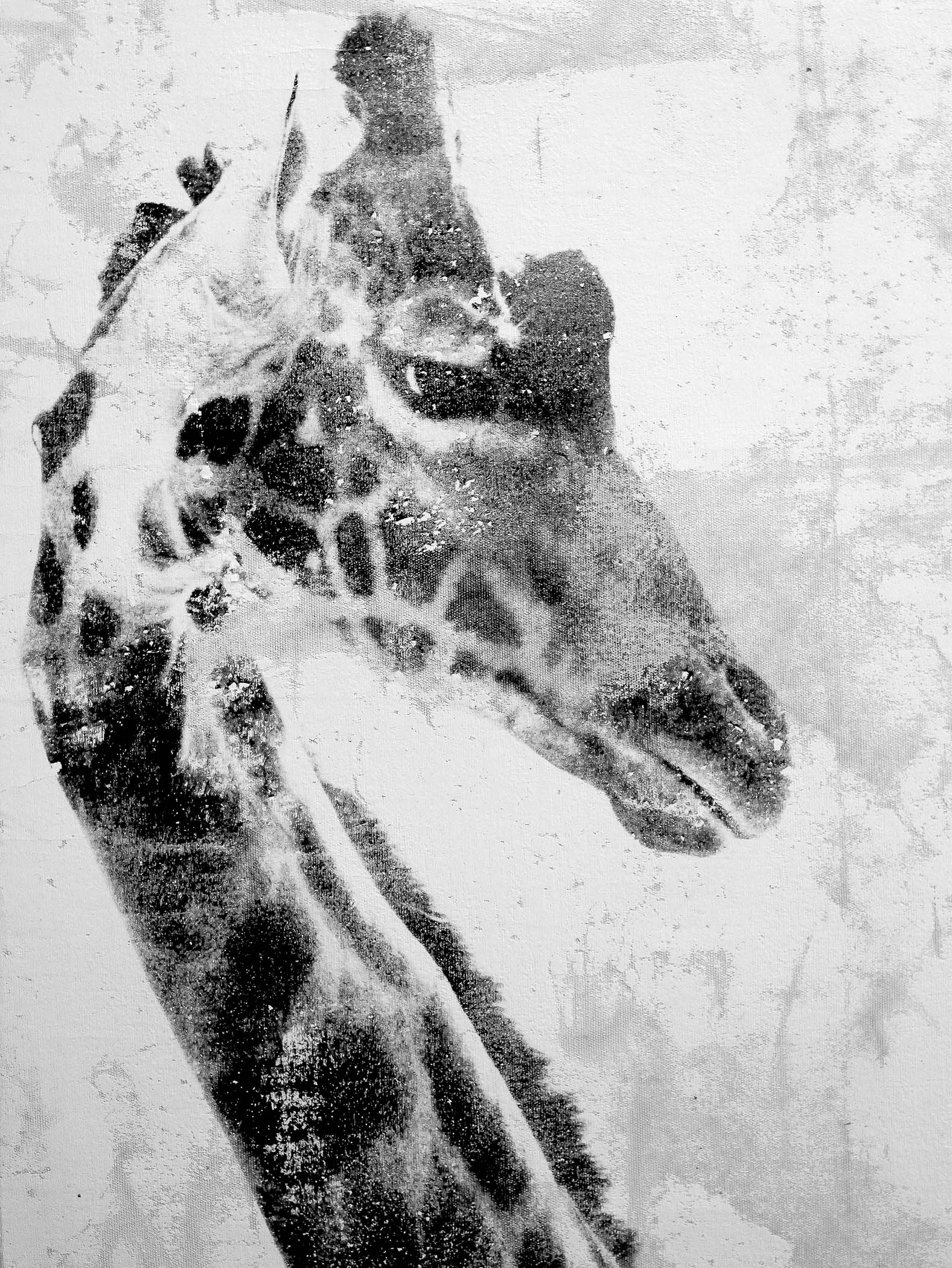 A black and white photo of a giraffe's head.
