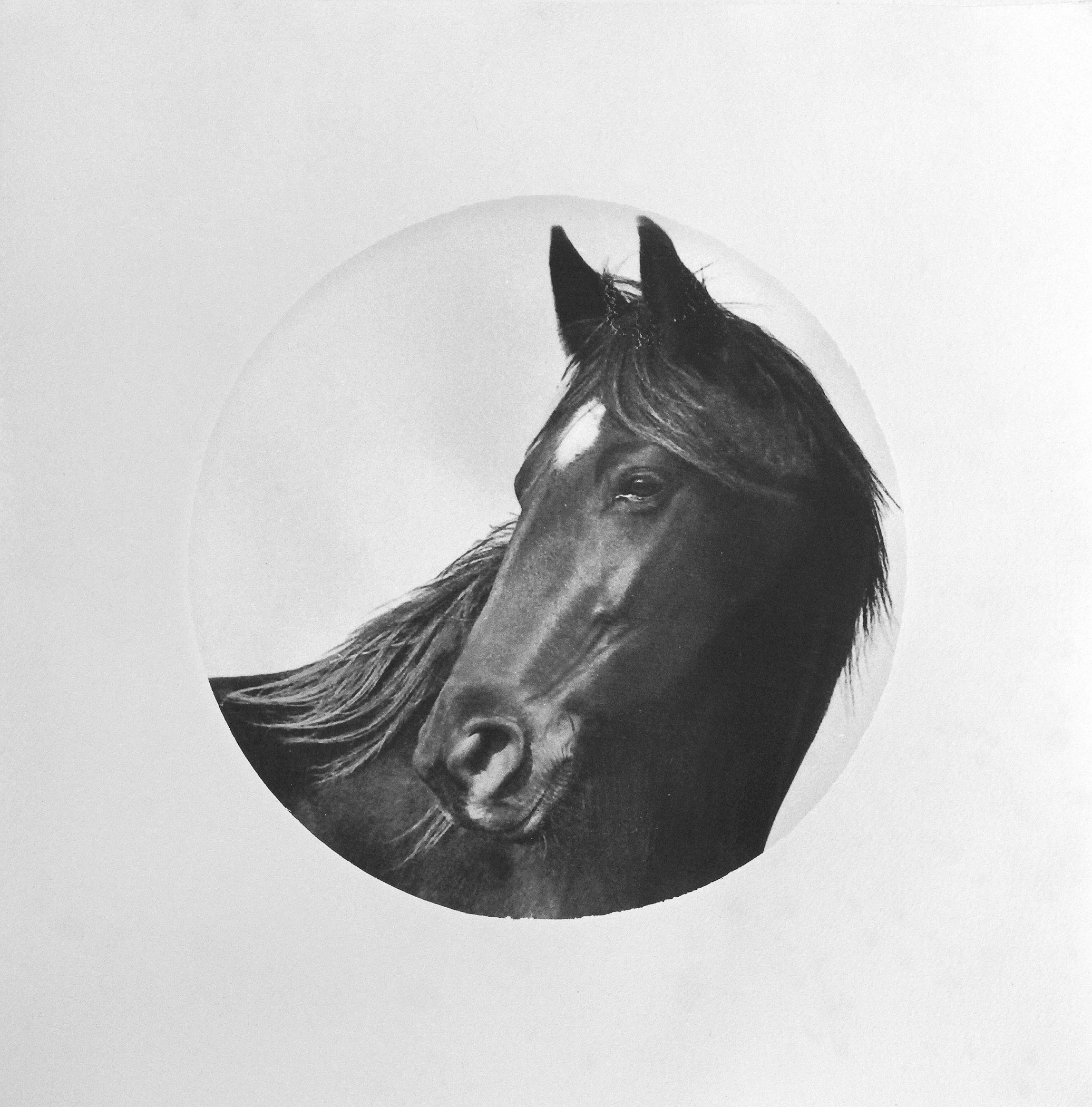 A black and white photo of a horse in a circle.