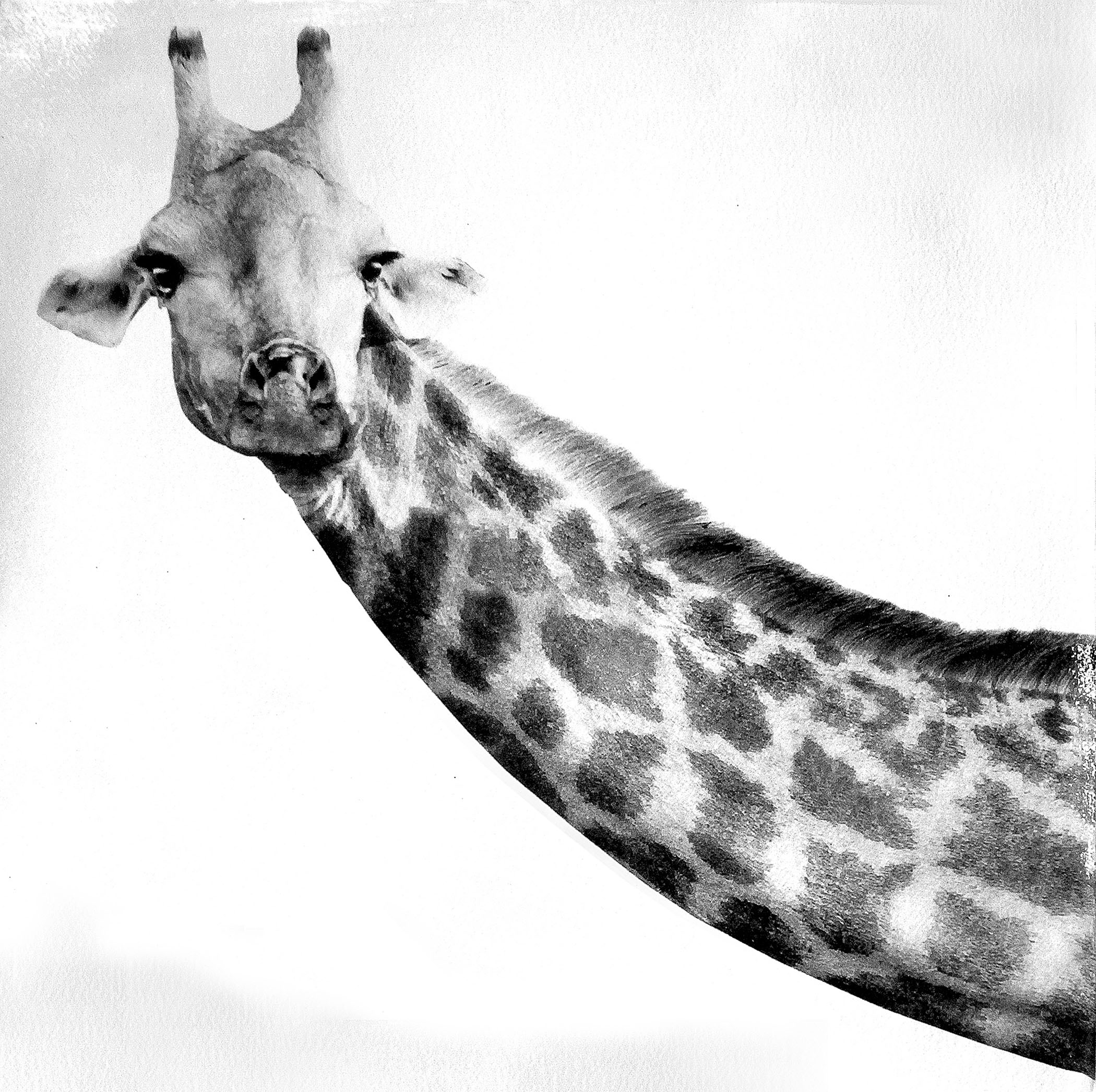 A black and white photo of a giraffe's head.