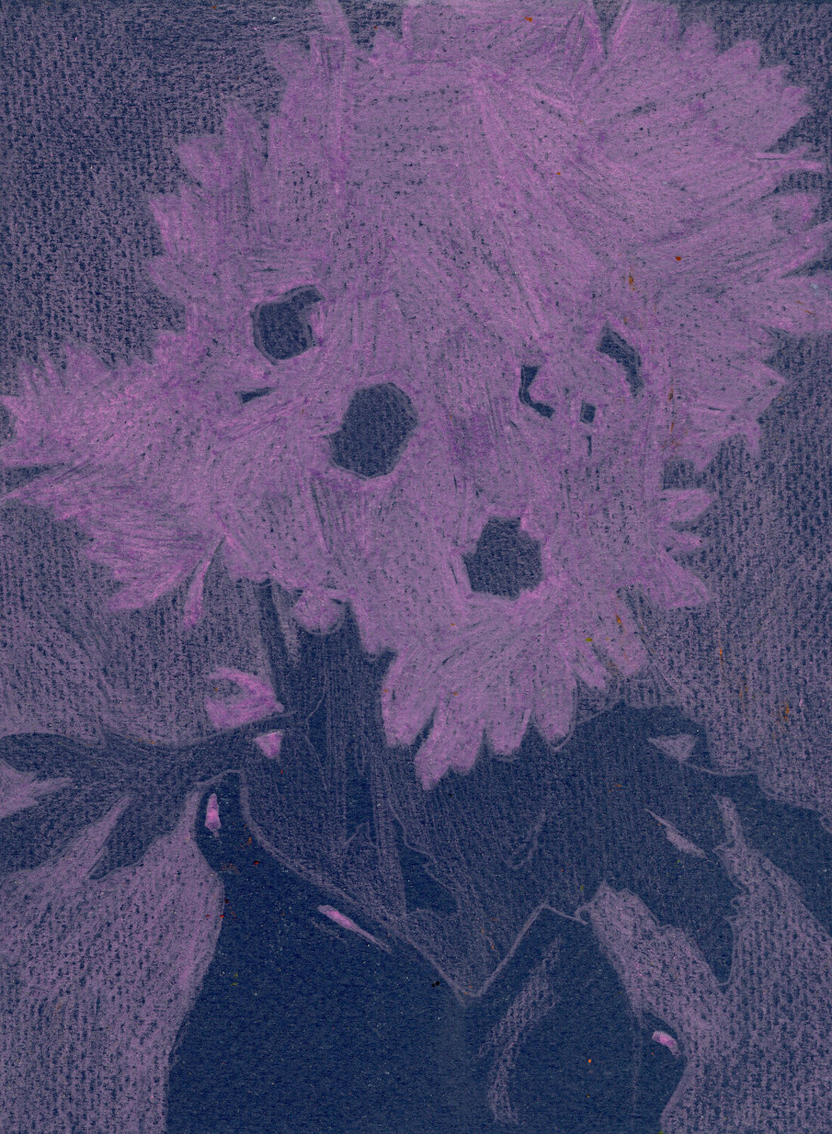 Daisies VII (sketch) by Rachel Burgess, 2023