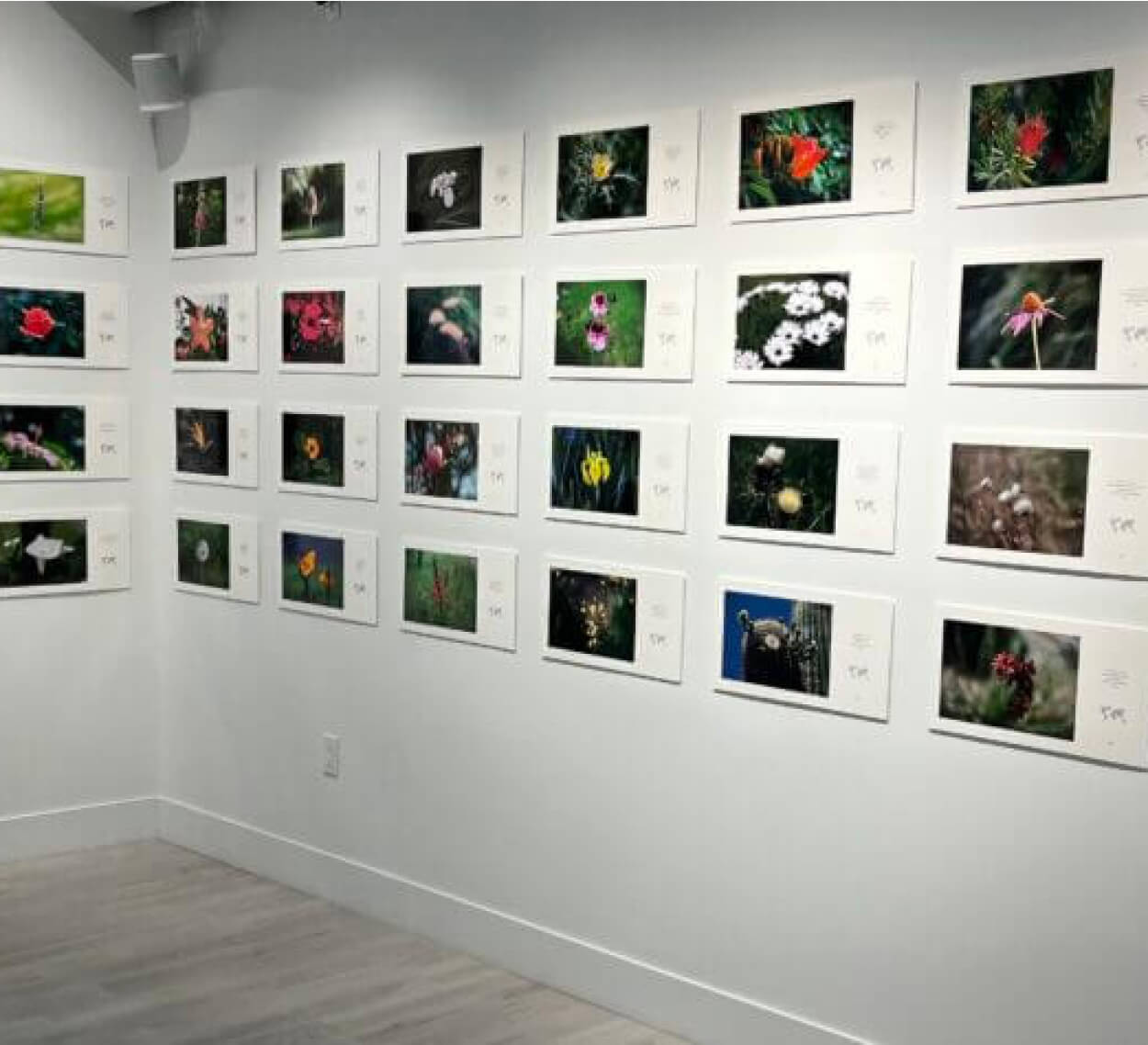 A wall full of pictures of flowers on a white wall.