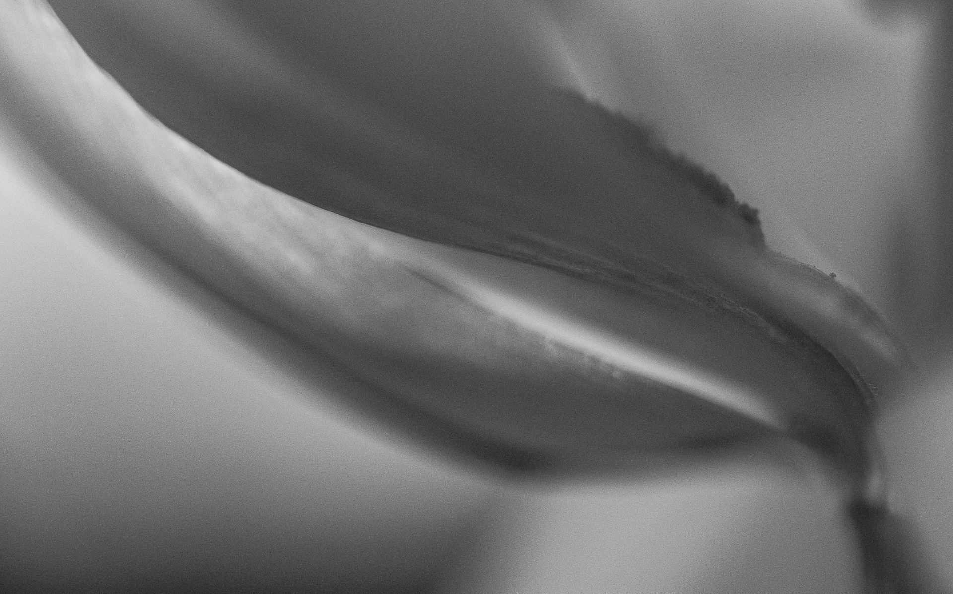 Tulips #47 by Richard Konecky, 2020