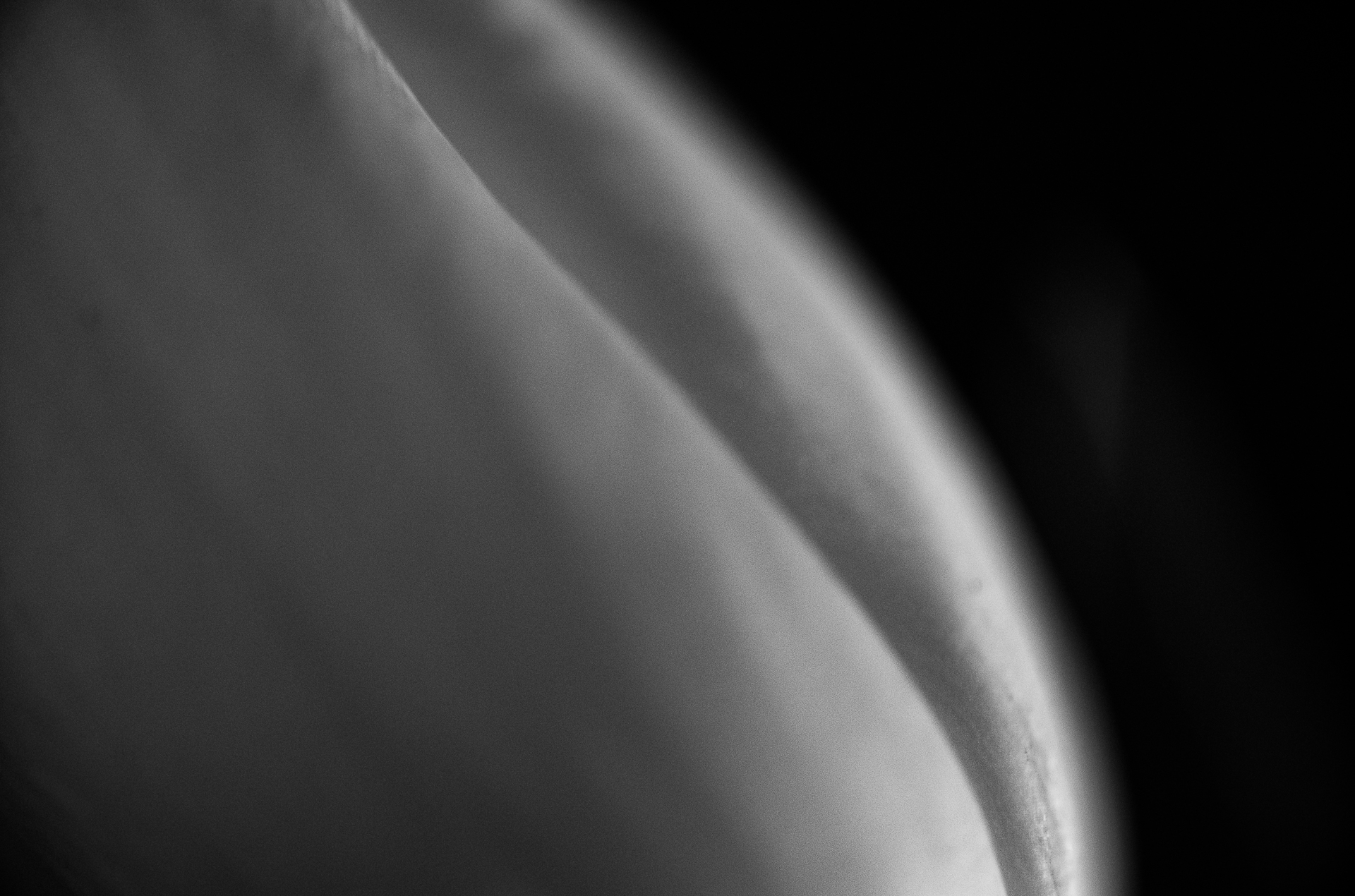 Tulips #57 by Richard Konecky, 2020
