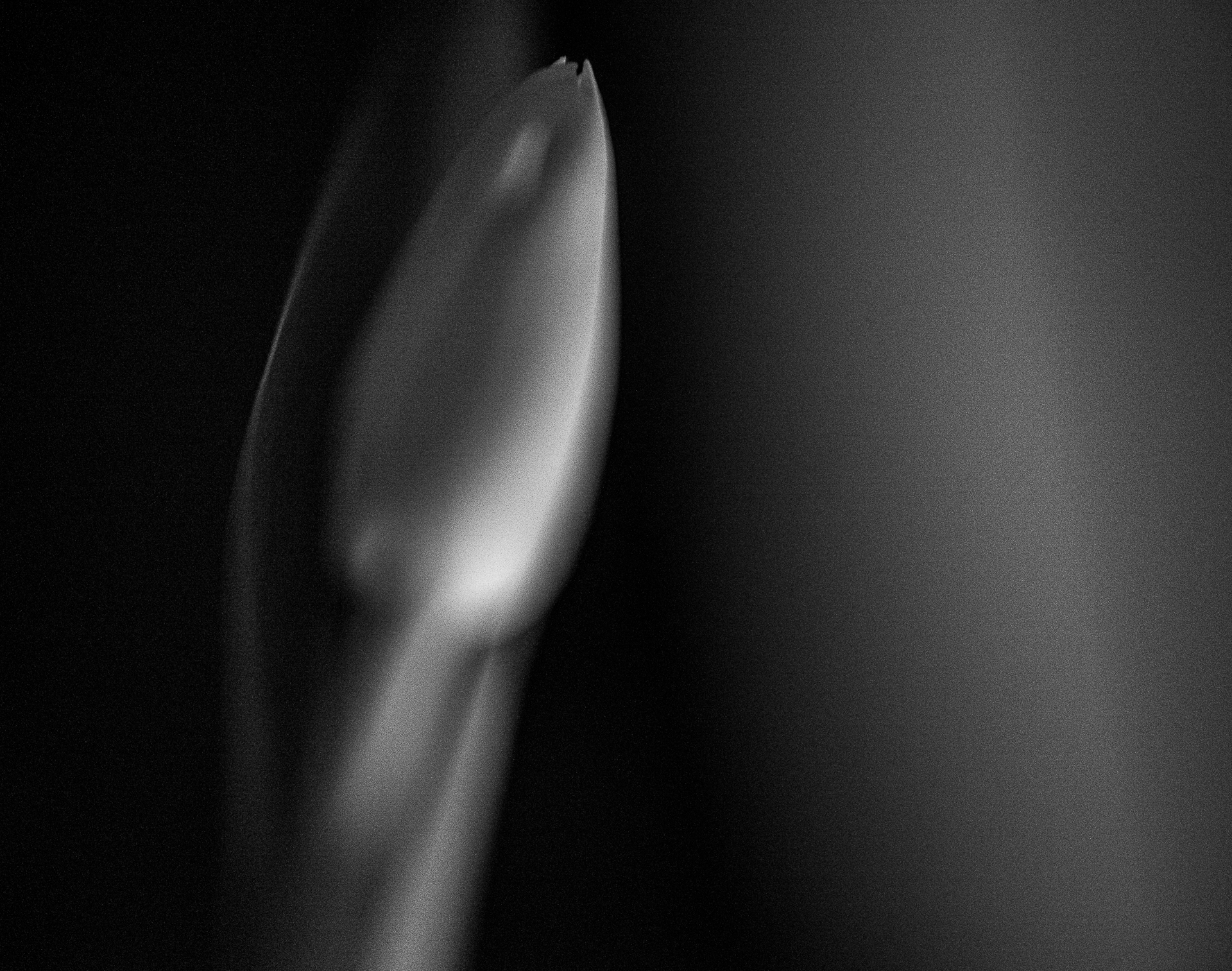 Tulips #69 by Richard Konecky, 2020