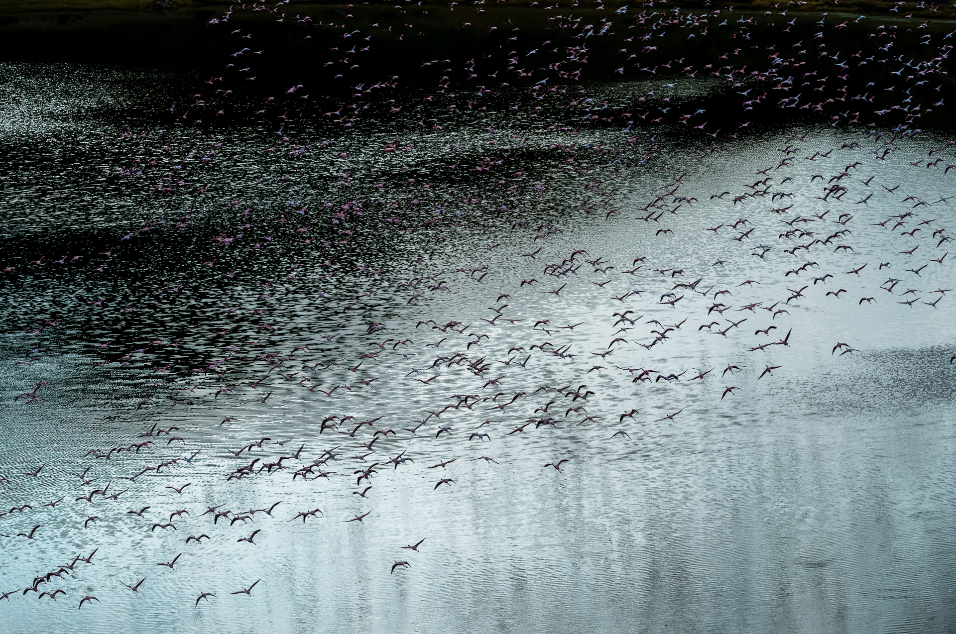 Pink Flamingo, Lake Turkana by Richard Konecky, 2018