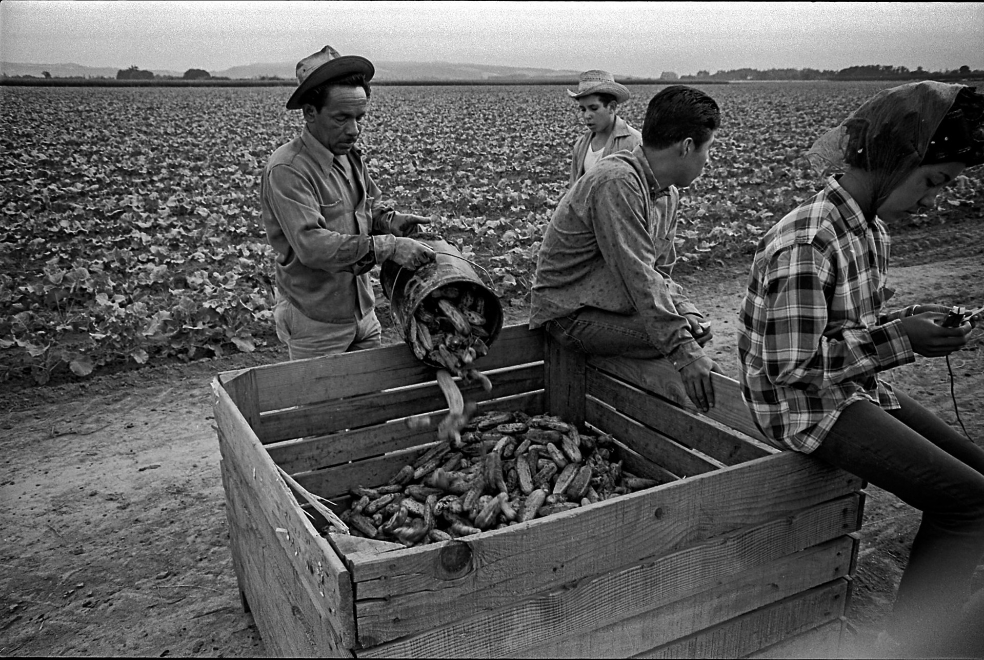 Bitter Harvest by Richard Stefani, 1965