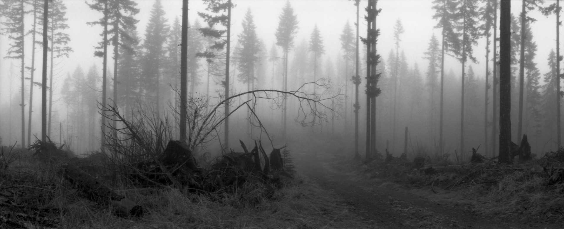A black and white photo of a foggy forest.