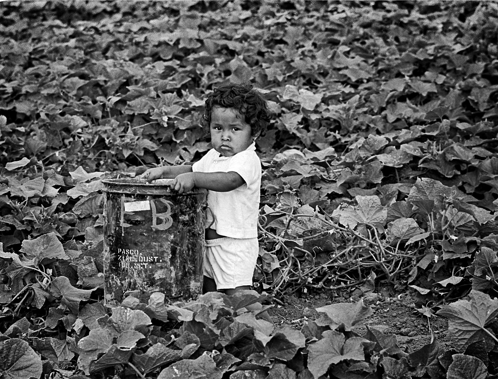 Tender Roots by Richard Stefani, 1965