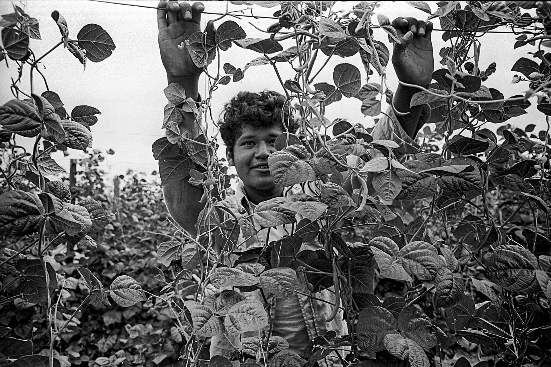 Through the Vines by Richard Stefani, 1965